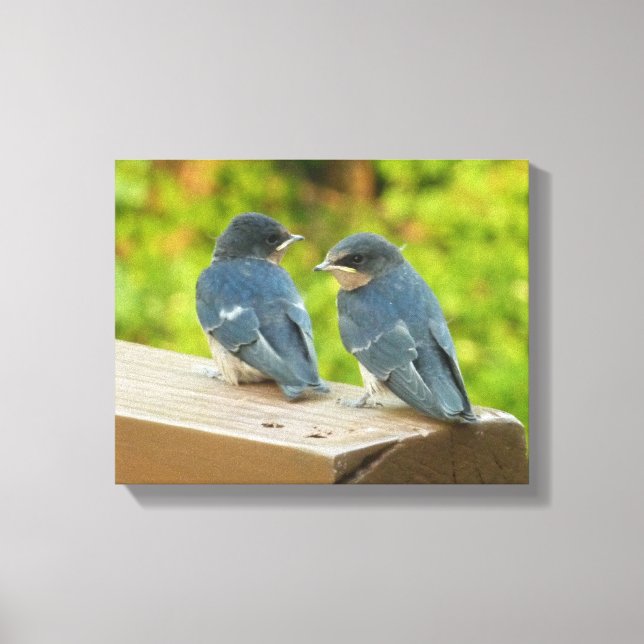 Baby Barn Swallows Nature Bird Photography Canvas Print (Front)