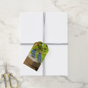 Baby Barn Swallows Nature Bird Photography Gift Tags