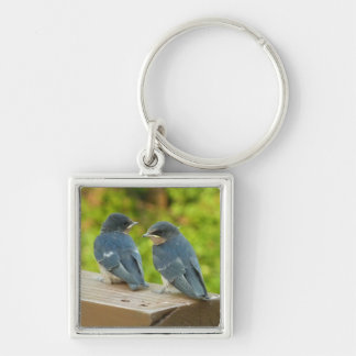 Baby Barn Swallows Nature Bird Photography Key Ring