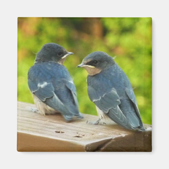 Baby Barn Swallows Nature Bird Photography Magnet (Front)