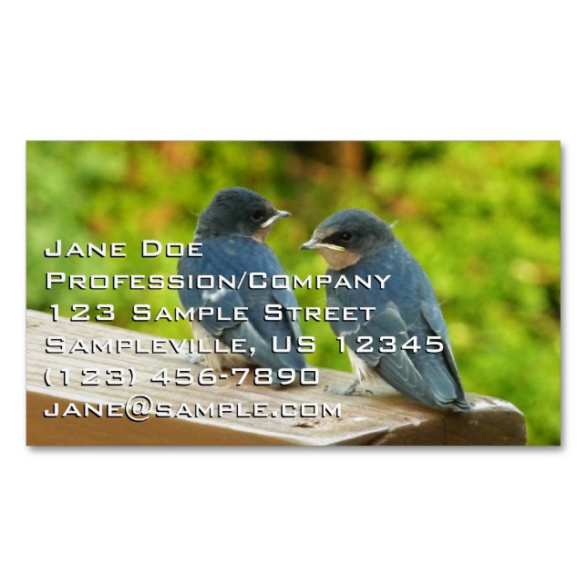 Baby Barn Swallows Nature Bird Photography Magnetic Business Card (Front)