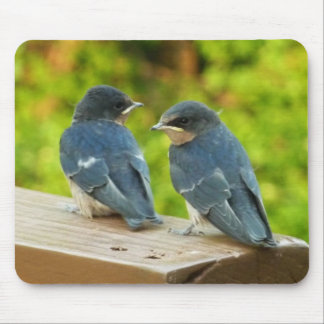 Baby Barn Swallows Nature Bird Photography Mouse Pad