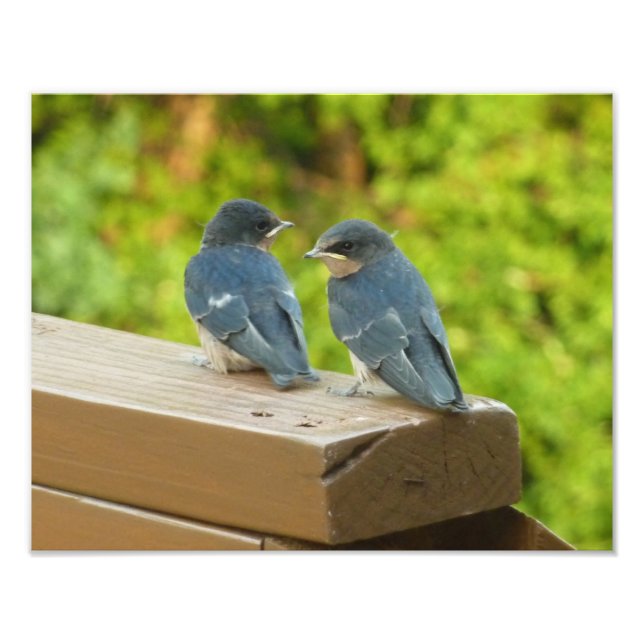 Baby Barn Swallows Nature Bird Photography Photo Print (Front)