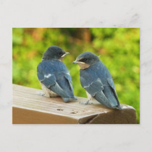 Baby Barn Swallows Nature Bird Photography Postcard