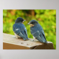 Baby Barn Swallows Nature Bird Photography