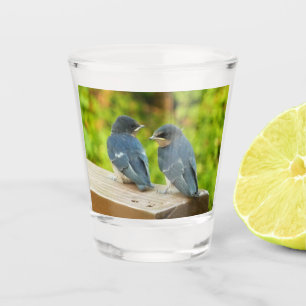 Baby Barn Swallows Nature Bird Photography Shot Glass