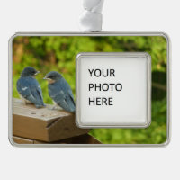 Baby Barn Swallows Nature Bird Photography
