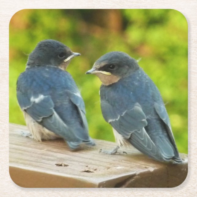 Baby Barn Swallows Nature Bird Photography Square Paper Coaster (Front)