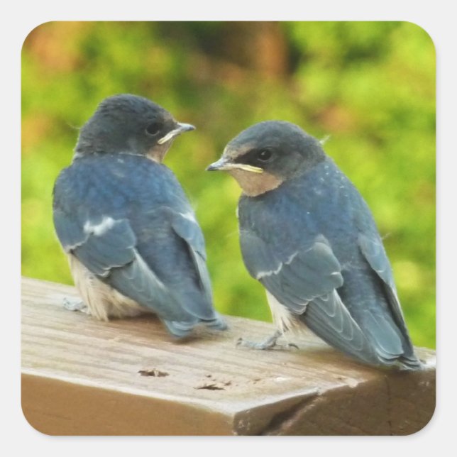 Baby Barn Swallows Nature Bird Photography Square Sticker (Front)