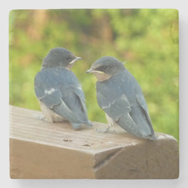 Baby Barn Swallows Nature Bird Photography Stone Coaster (Front)
