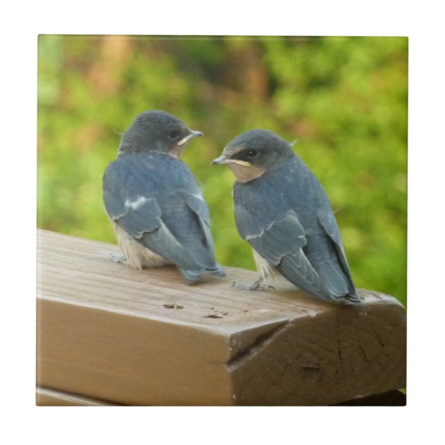 Baby Barn Swallows Nature Bird Photography Tile (Front)