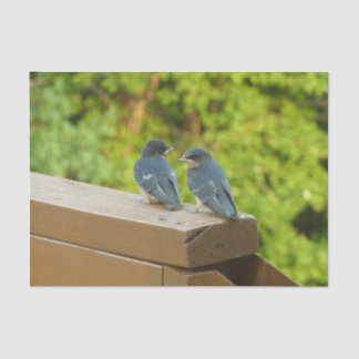 Baby Barn Swallows Nature Bird Photography Tissue Paper