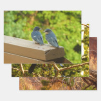 Baby Barn Swallows Nature Bird Photography