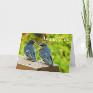 Baby Barn Swallows Nature Thank You Card