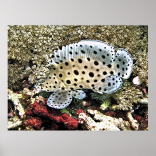 Baby Barramundi Poster