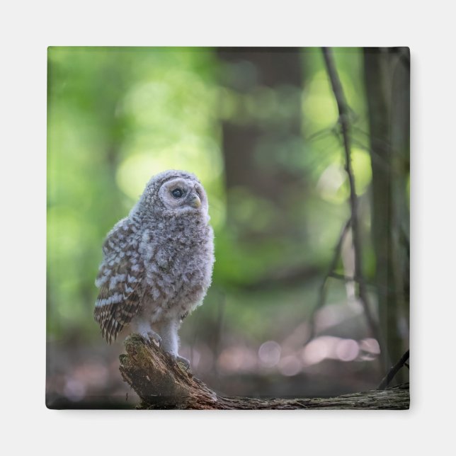 Baby Barred Owl 2" Magnet (Front)