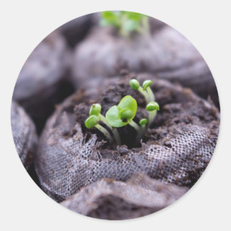 Baby Basil Plant Classic Round Sticker