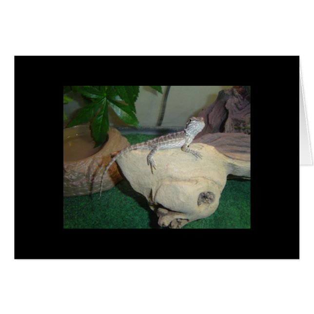 Baby Bearded Dragon (Front Horizontal)
