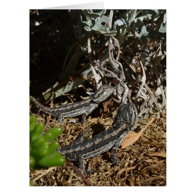 Baby Bearded Dragon Lizards, (Front)