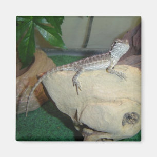 Baby Bearded Dragon Magnet