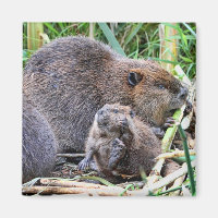 Baby Beaver and Family Photo