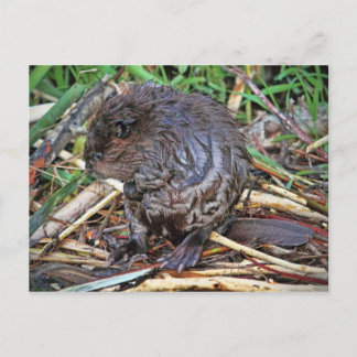 Baby Beaver Photo Postcard