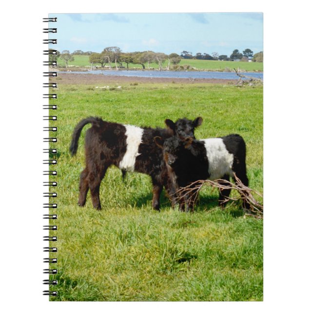 Baby Belted Galloway Calves, Notebook (Front)