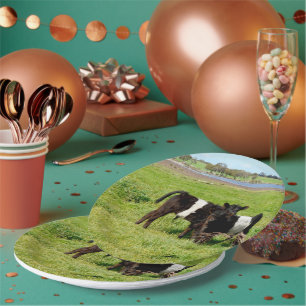 Baby Belted Galloway Calves, Paper Plates