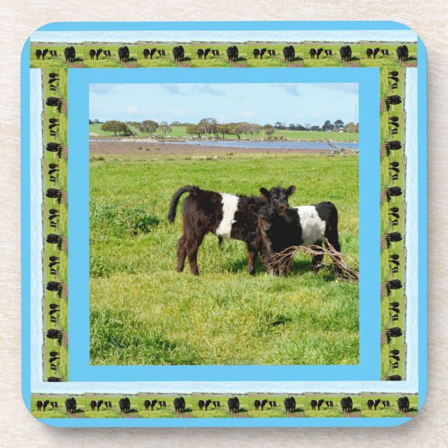 Baby Belted Galloway Cows, Coaster (Front)