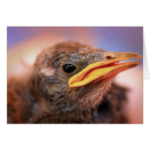 Baby Bird