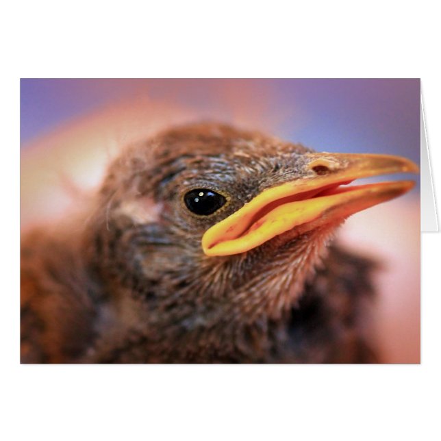 Baby Bird (Front Horizontal)