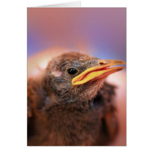 Baby Bird