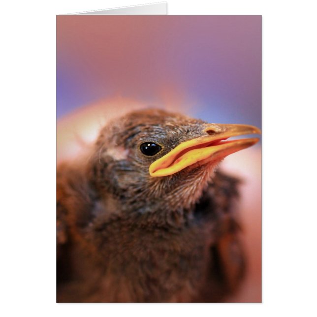 Baby Bird (Front)