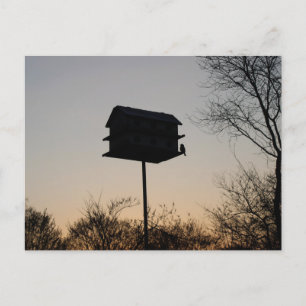 Baby Bird at Dawn Postcard