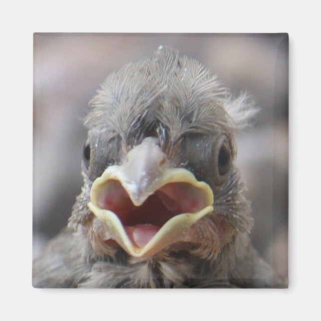 Baby Bird Attitude Magnet (Front)