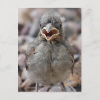 Baby Bird Attitude Postcard