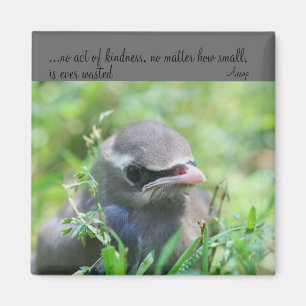 Baby Bird Kindness Quote Inspirational Magnet
