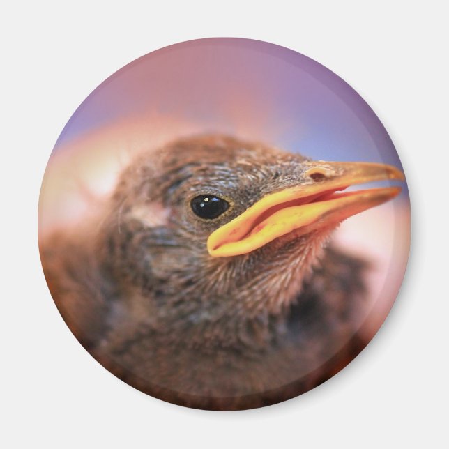 Baby Bird Magnet (Front)