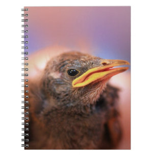 Baby Bird Notebook