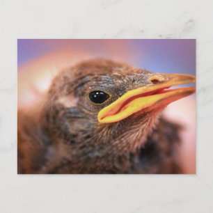 Baby Bird Postcard