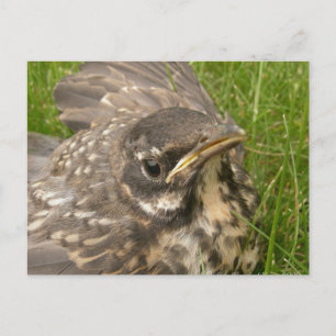 Baby bird postcard