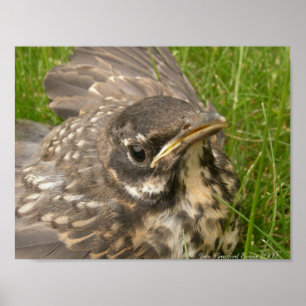 Baby bird poster