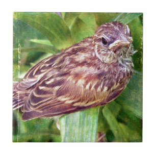 Baby Bird Tile