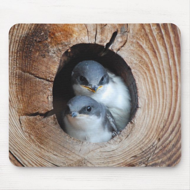 Baby Birds Mouse Pad (Front)