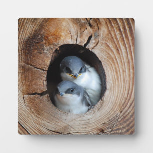 Baby Birds Plaque