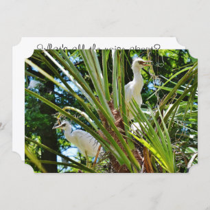 Baby Birrds Invitation