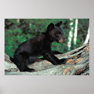 Baby Black Bear Poster