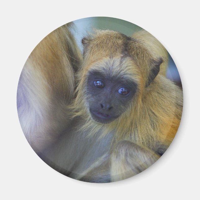 Baby Black Howler Monkey Magnet (Front)