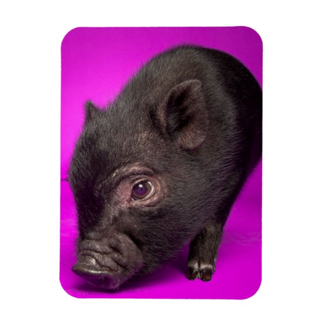 Baby Black Pig Magnet (Vertical)