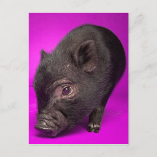 Baby Black Pig Postcard